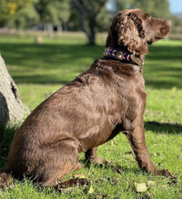 Beaded Dog Collar - fetlox