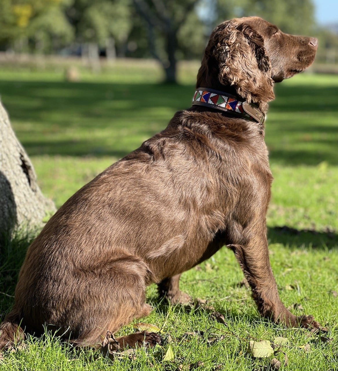 Beaded Dog Collar - fetlox