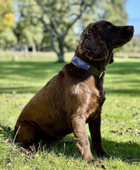 Beaded Dog Collar - fetlox