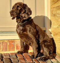 Deluxe Padded Leather Dog Collar - fetlox