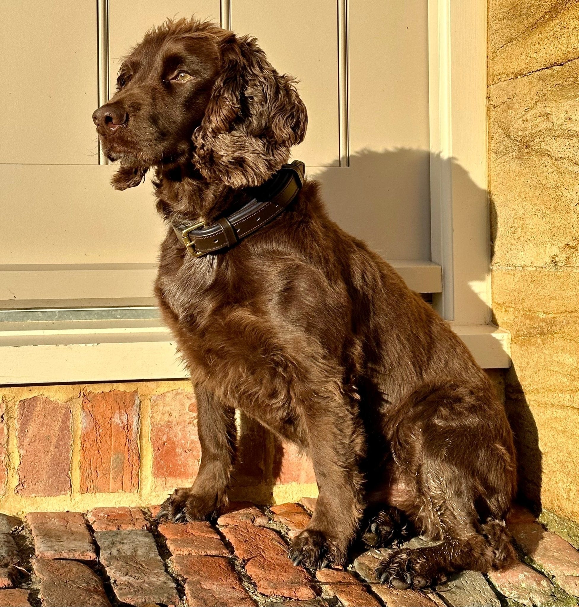 Deluxe Padded Leather Dog Collar - fetlox