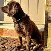 Deluxe Padded Leather Dog Collar - fetlox
