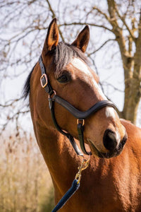 Fetlox Anatomical Headcollar - Havana Leather - fetlox