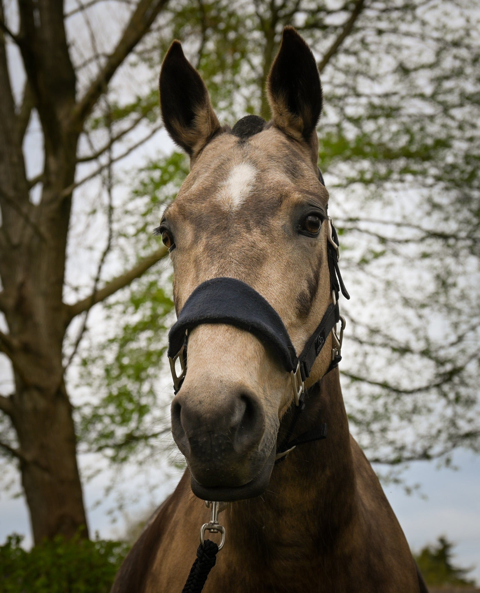 Fetlox Lead Rope & Fleece Headcollar - fetlox