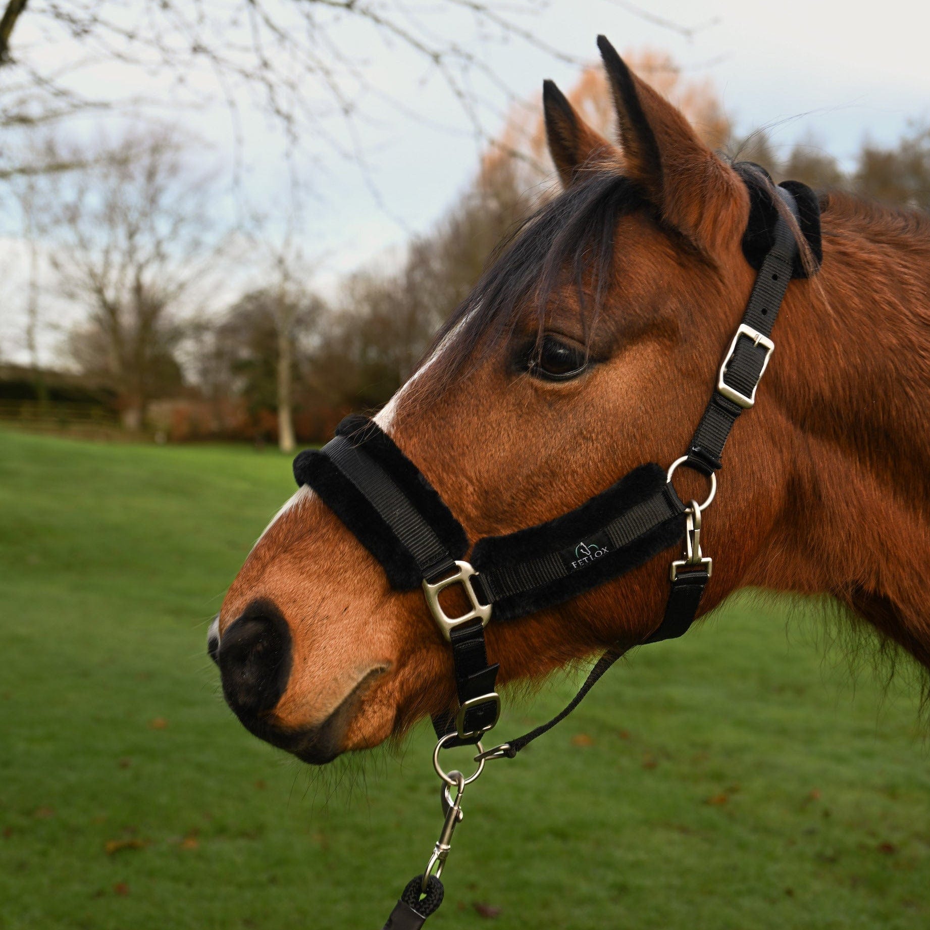 Fetlox Lux Headcollar & Leadrope - Black - fetlox