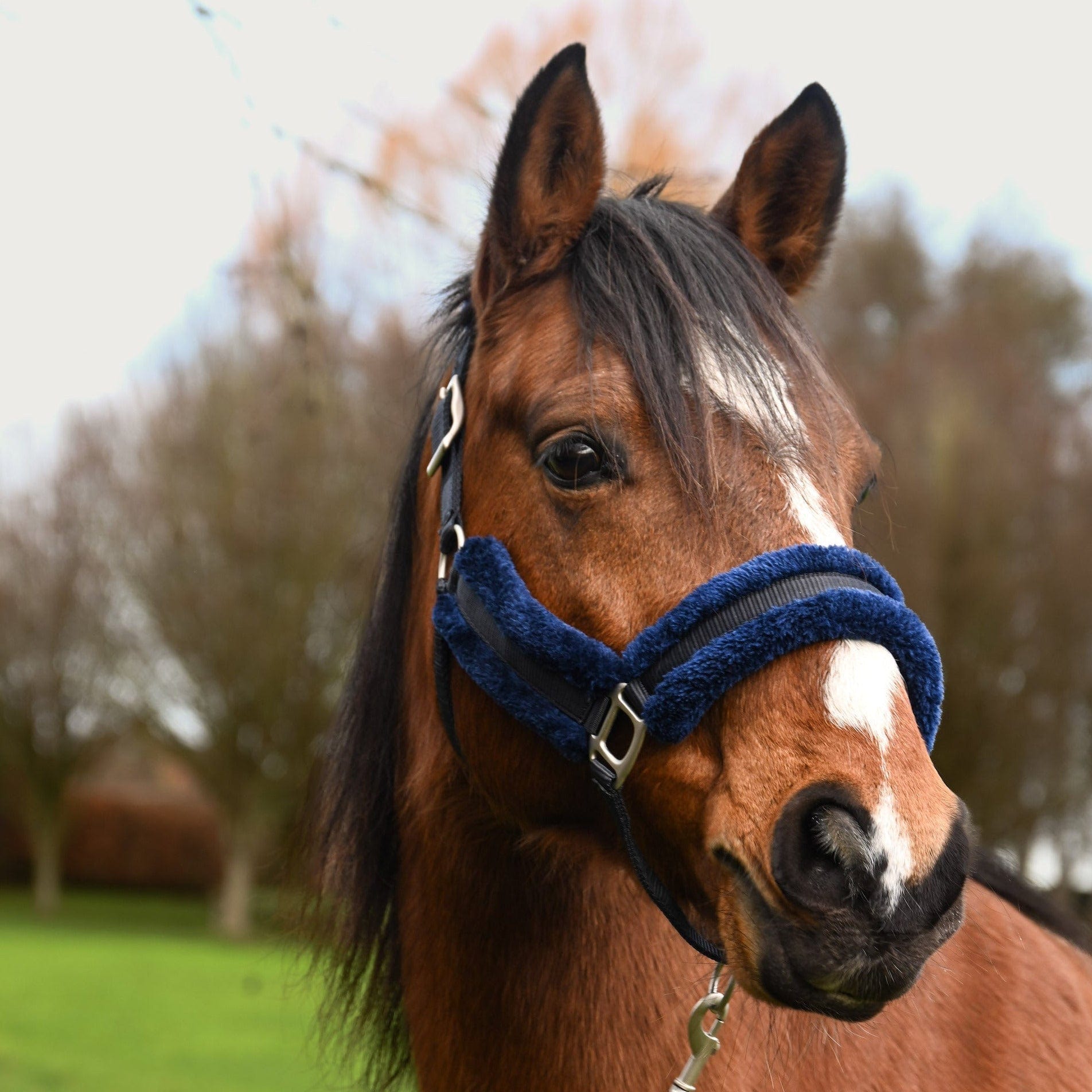 Fetlox Lux Headcollar & Leadrope - Blue - fetlox