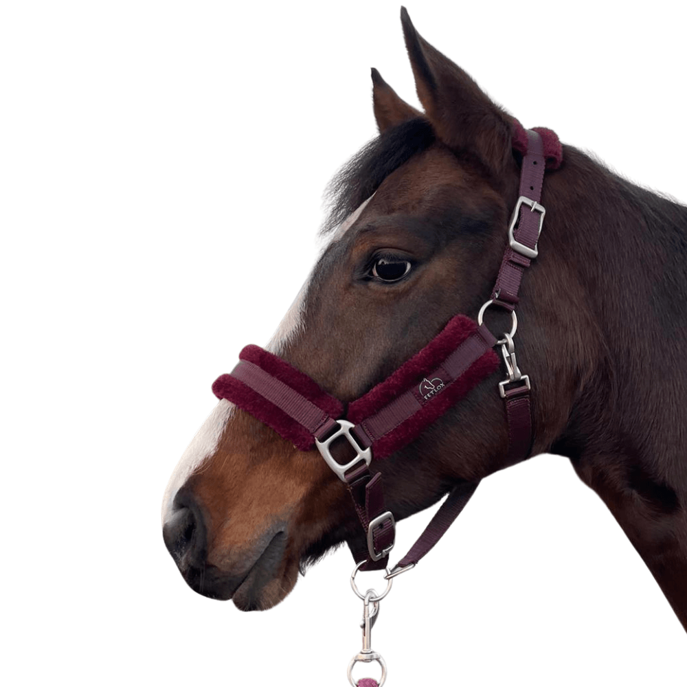 Fetlox Lux Headcollar & Leadrope - Burgundy - fetlox