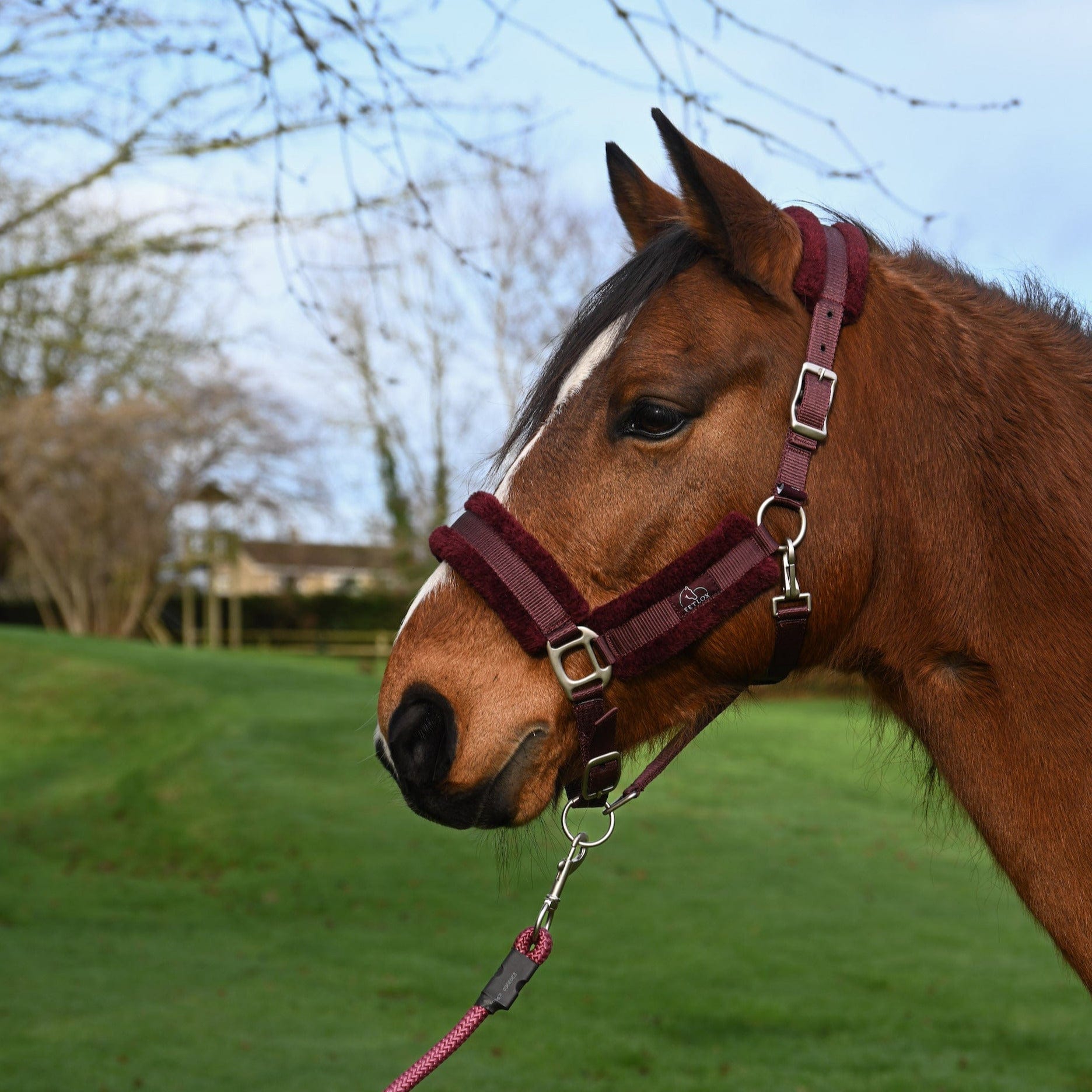 Fetlox Lux Headcollar & Leadrope - Burgundy - fetlox