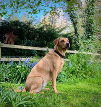 Polo Style Dog Collar - fetlox