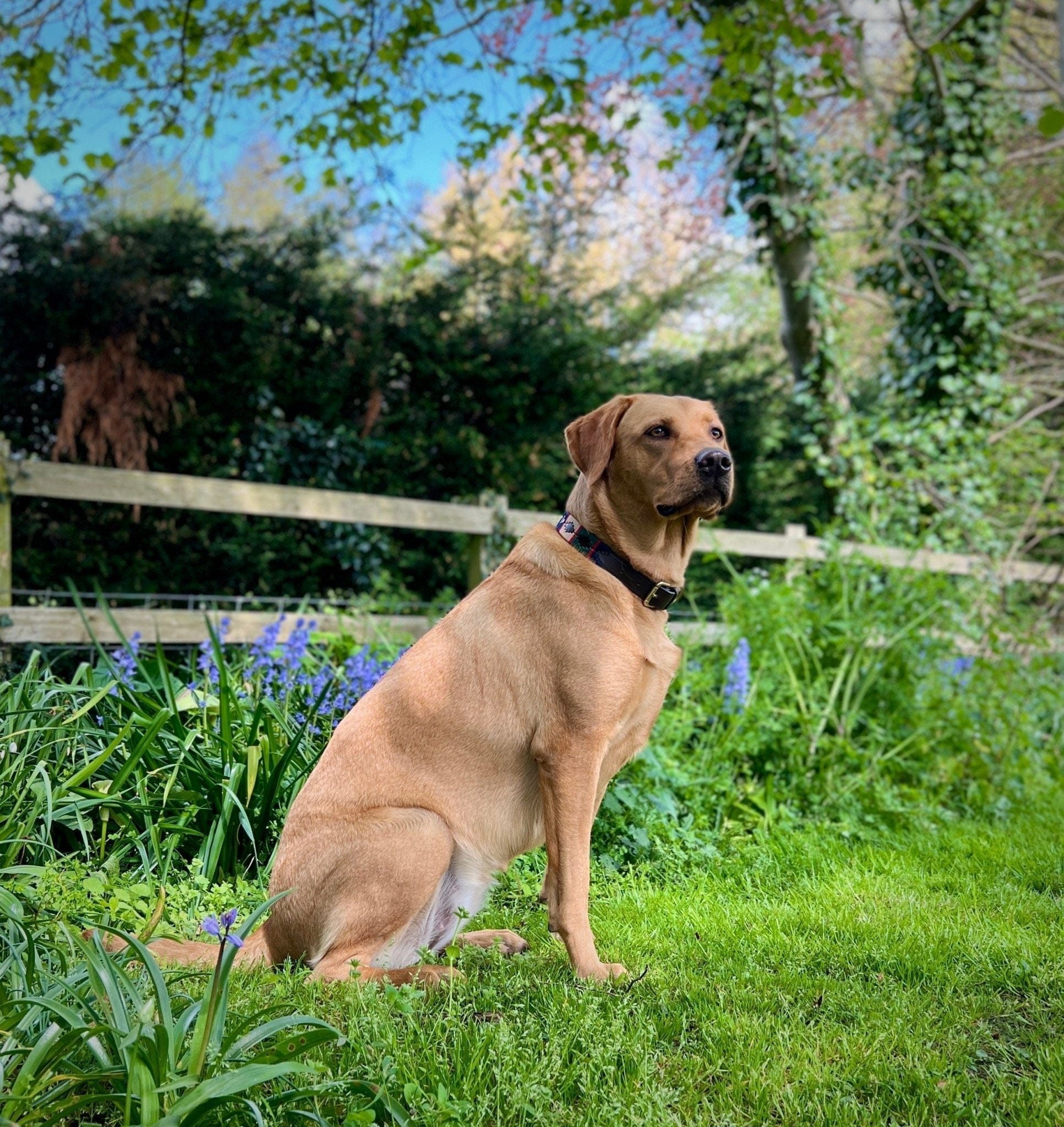 Polo Style Dog Collar - fetlox