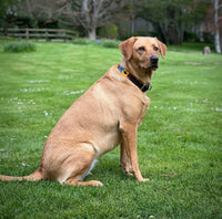Polo Style Dog Collar - fetlox