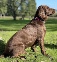 Polo Style Dog Collar - fetlox