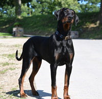 Polo Style Dog Collar - fetlox