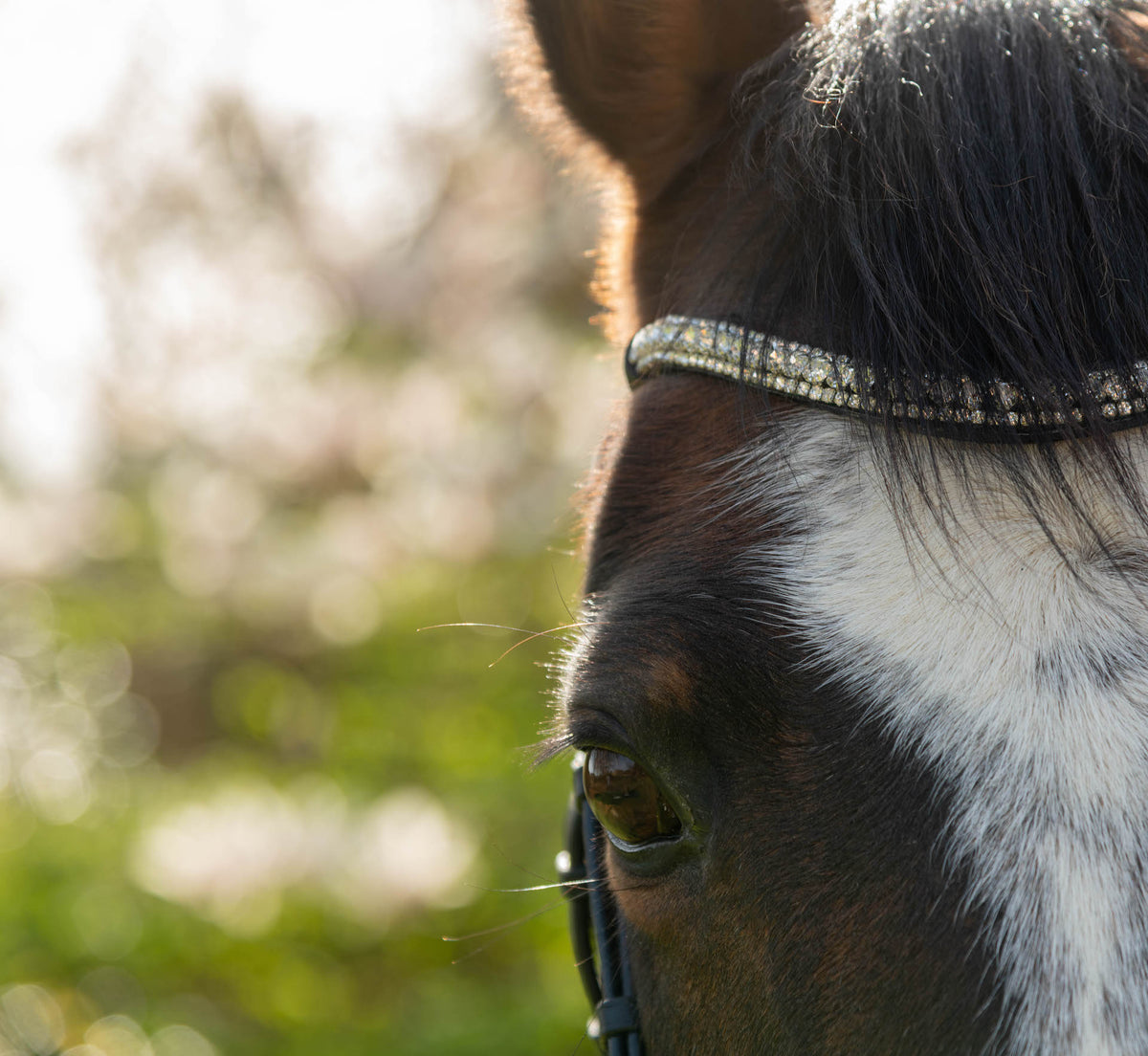 Four Reasons Why You Need a Fetlox Clip-On Browband - Fetlox