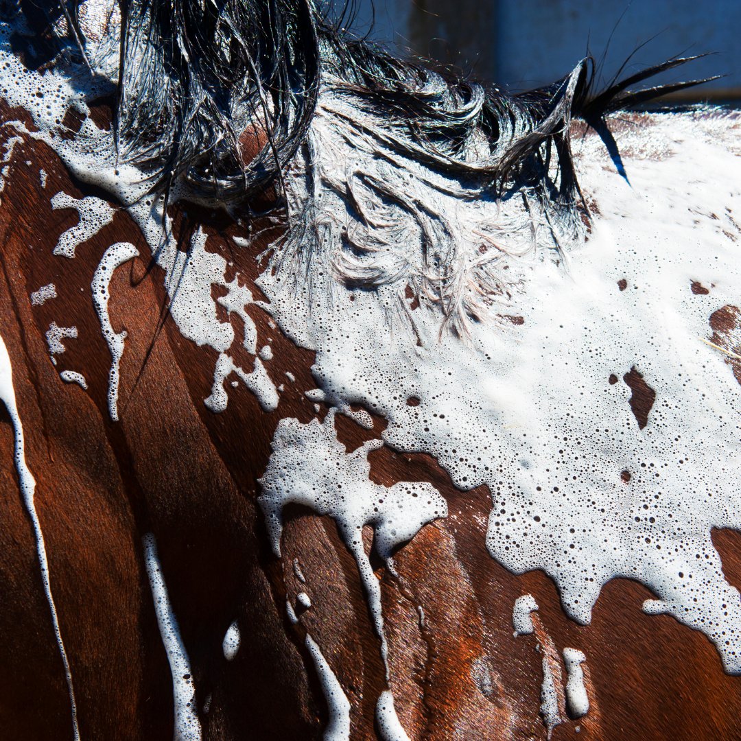 horse being shampooed - fetlox 