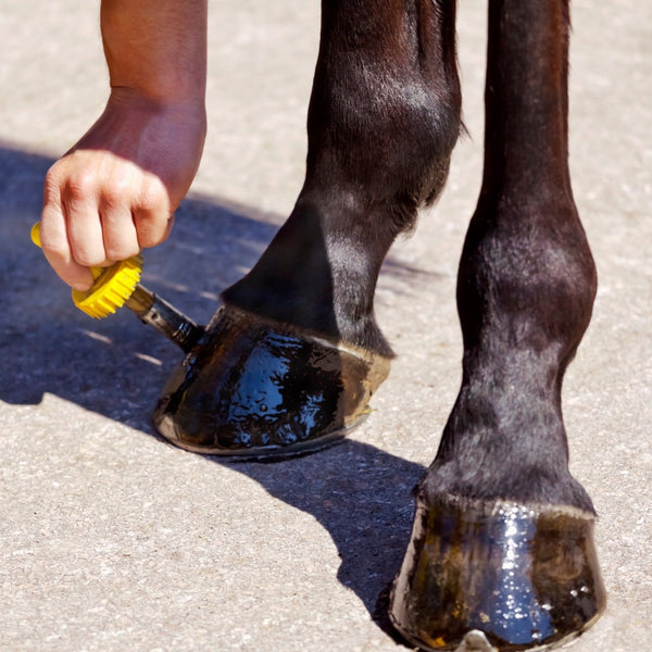 Hoof Protection | Fetlox