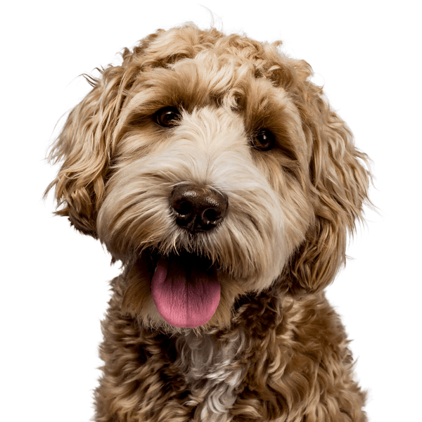 Pet Accessories | Fetlox