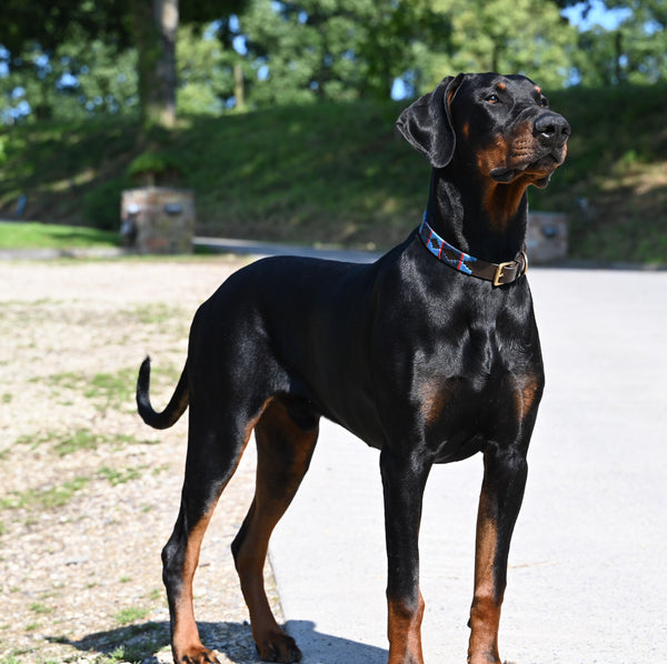 Doberman wearing FETLOX Polo Style Dog Collar