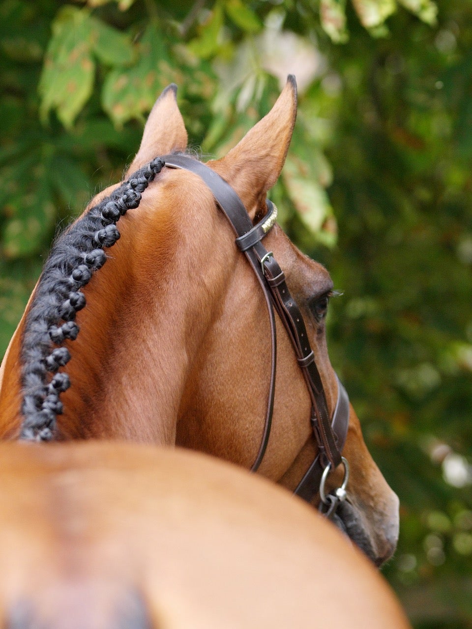 Plaiting | Fetlox