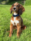 Dog wearing a blue PVC collar standing on grass - Fetlox