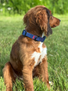 Brown dog with a blue PVC collar standing on grass - Fetlox 