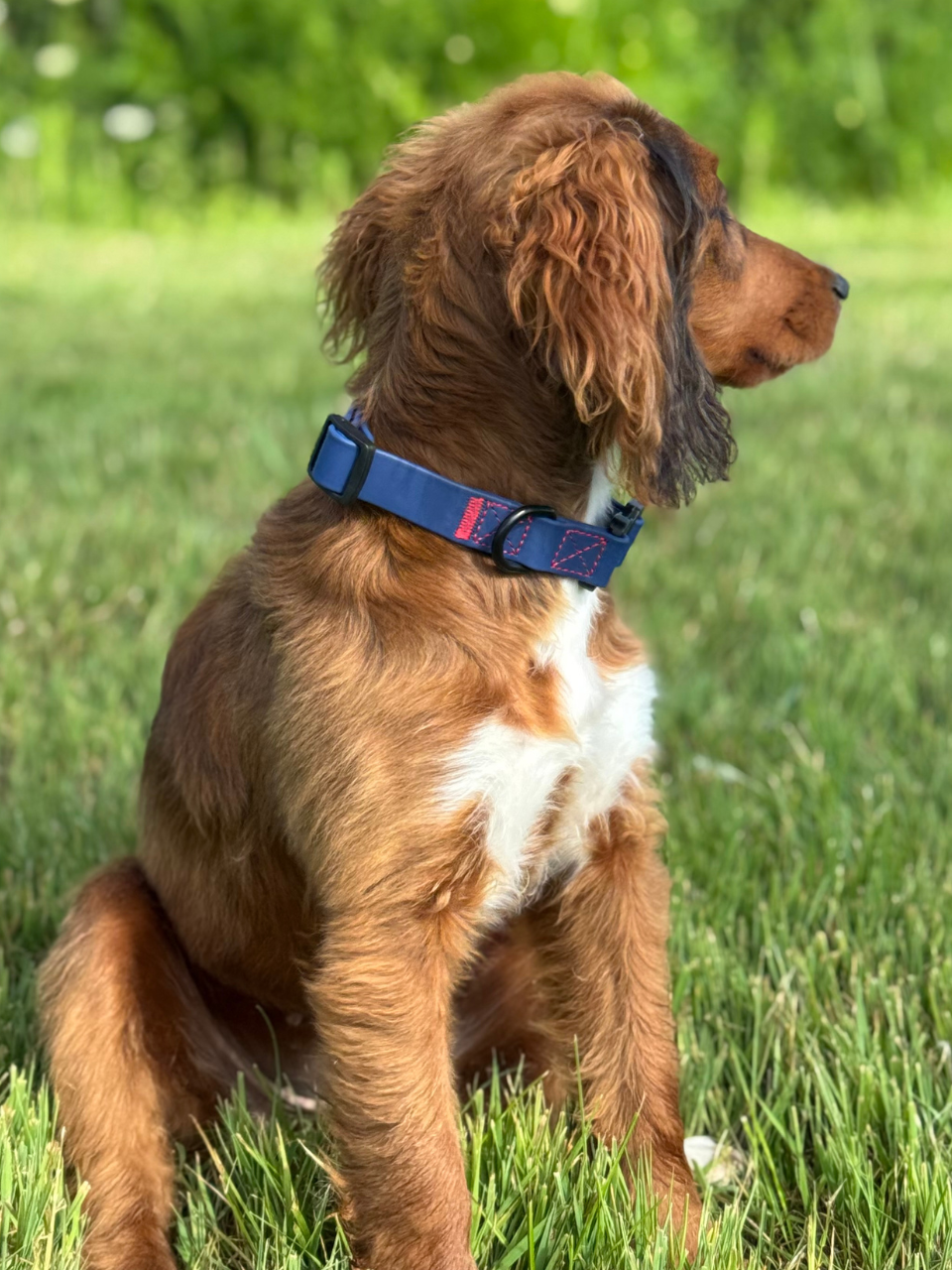 Brown dog with a blue PVC collar standing on grass - Fetlox 