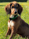 Brown dog with a green PVC collar standing on grass