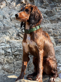 Brown dog with a green PVC collar sitting on rocky terrain