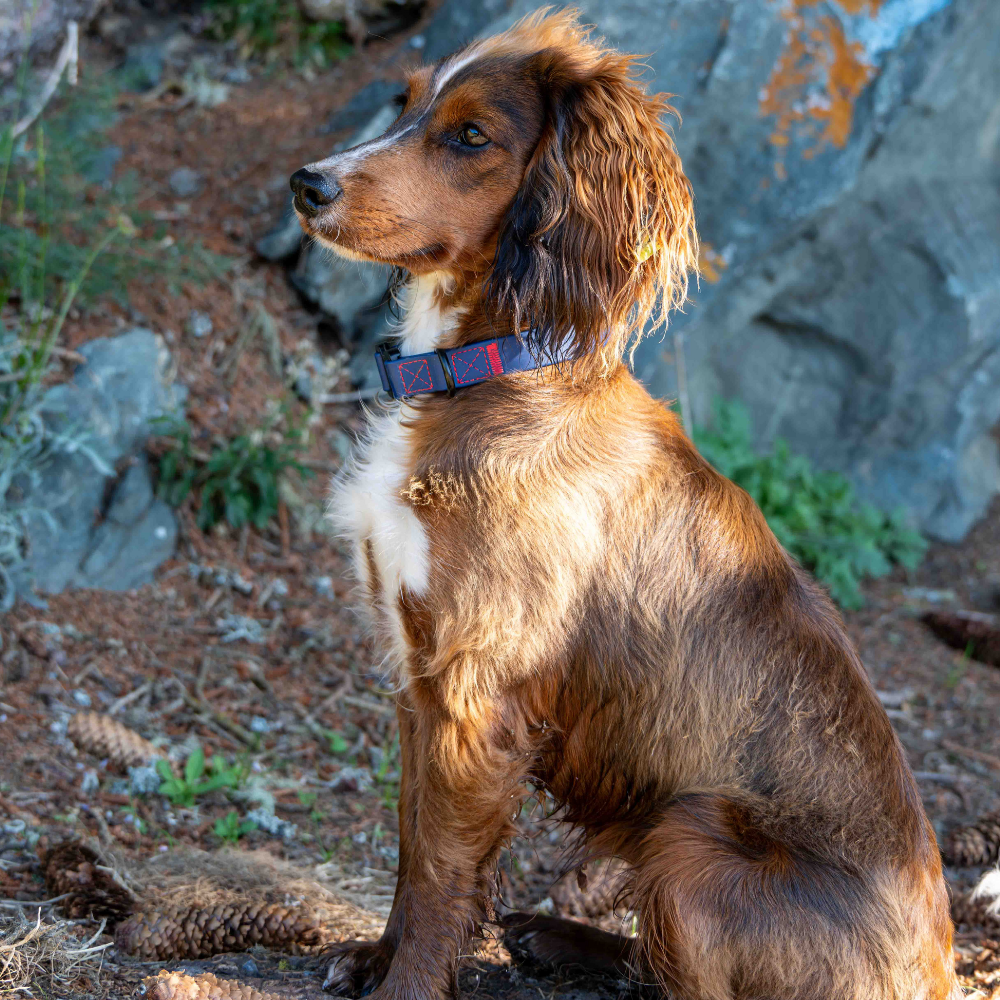 brown dog wearing a blue PVC collar - Fetlox 
