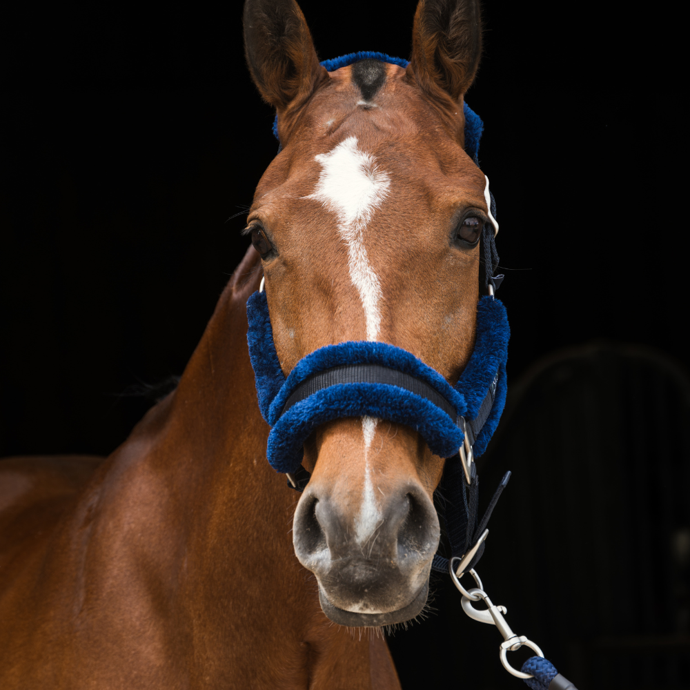 Blue Lux Headcollar & Leadrope - Fetlox 