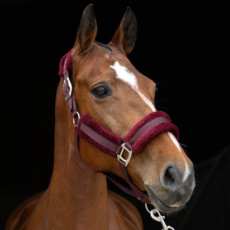 Burgundy Lux Headcollar  & Leadrope - Fetlox 