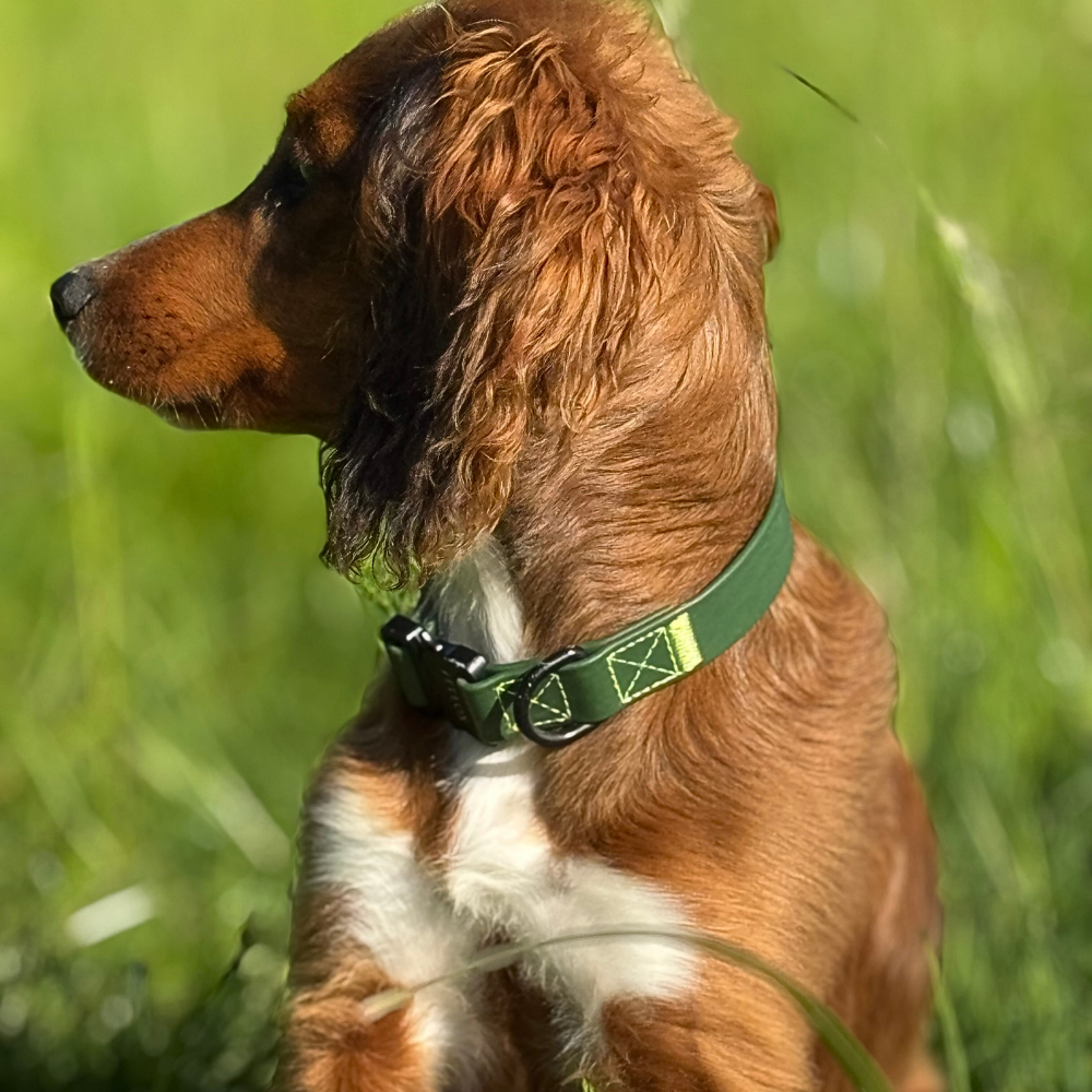 Dog wearing green PVC collar - fetlox