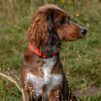 Rufus orange collar being worn by brown dog - fetlox 