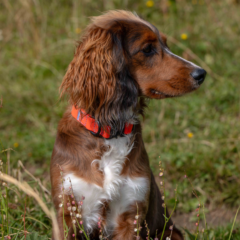 Rufus orange collar being worn by brown dog - fetlox 