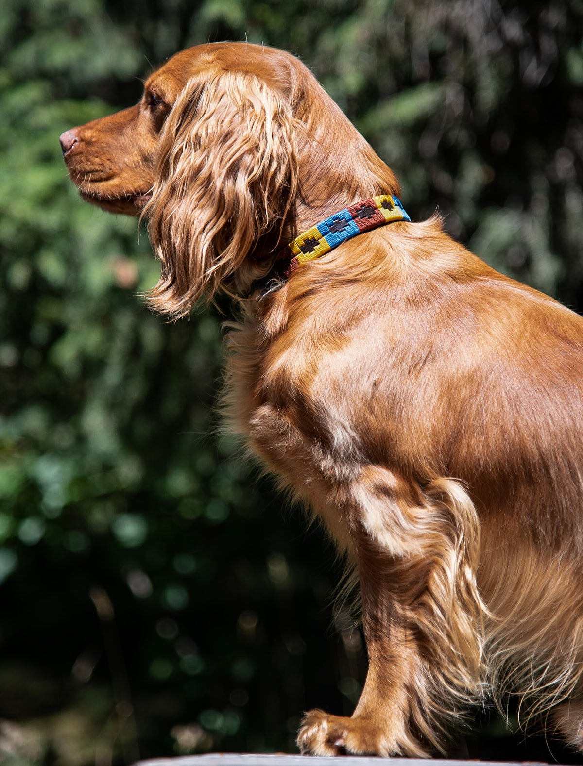 Leo Wearing Fetlox Dog Collar - Fetlox 