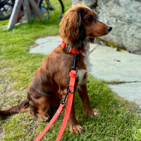 spaniel sat wearing rufus orange collar and leash 