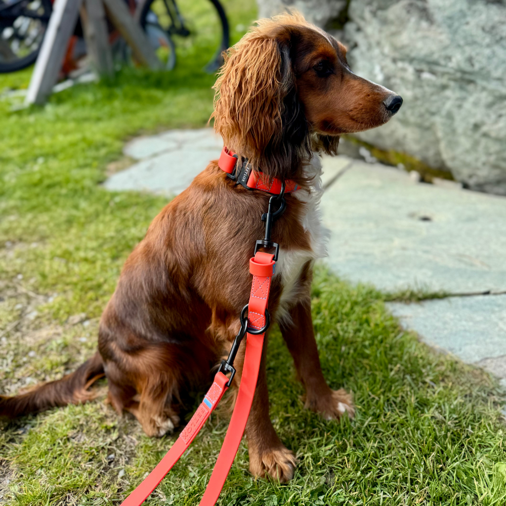 spaniel sat wearing rufus orange collar and leash 