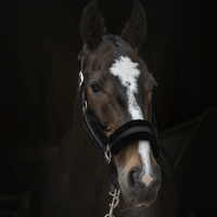 Fetlox Lux Headcollar & Leadrope - Black - fetlox