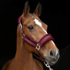 Fetlox Lux Headcollar & Leadrope - Burgundy - fetlox