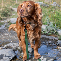 dog wearing rufus leash standing in water