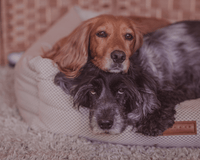 THE CHATSWORTH | LUXURY MEMORY FOAM BED