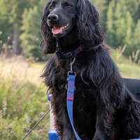 black spaniel wearing rufus blue leash and collar