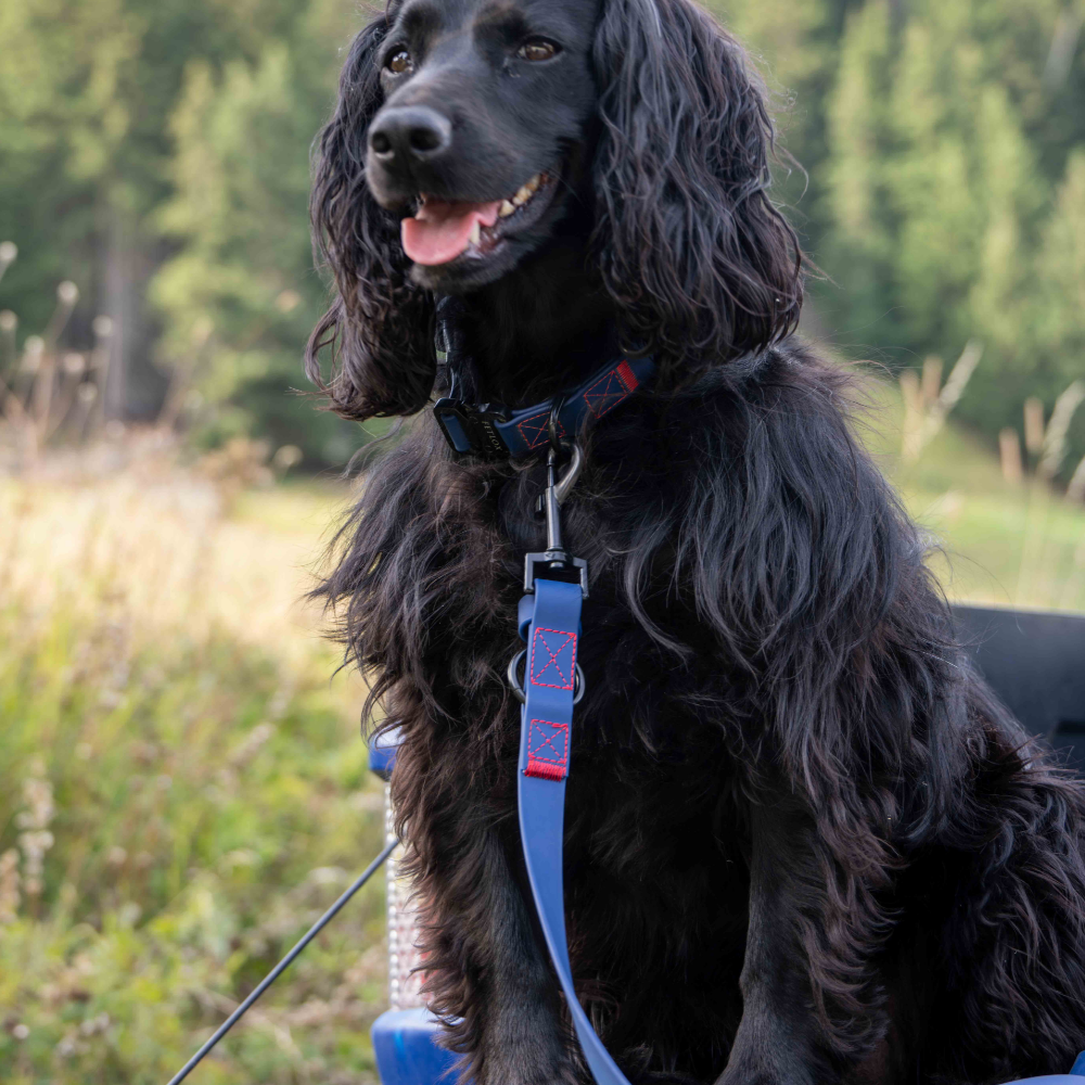 black spaniel wearing rufus blue leash and collar